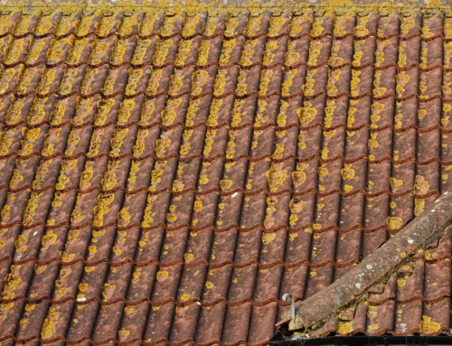 Your Guide to Roof Mould